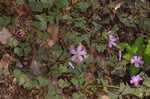 Violet woodsorrel